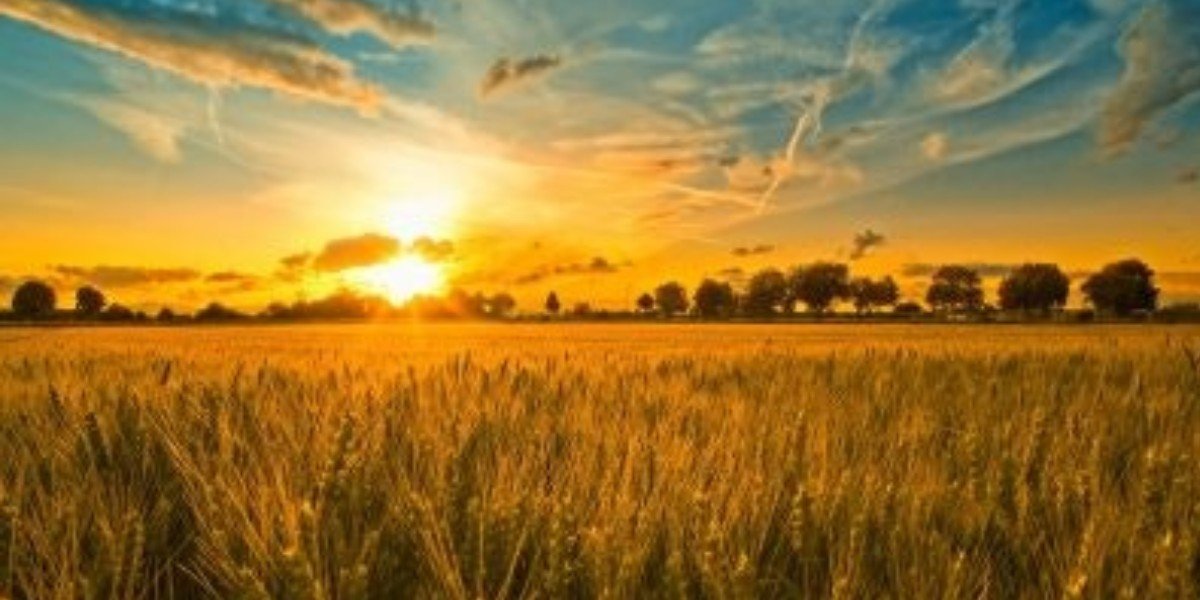 Prepare for the Harvest i Daily Walk Devotion