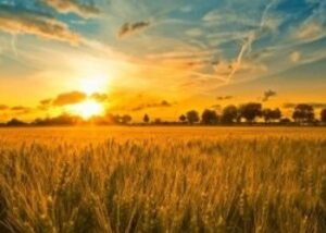 Prepare for the Harvest I Daily Walk Devotion