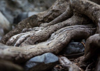Remove the Root of Bitterness