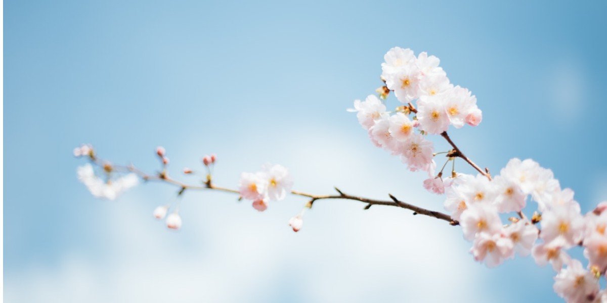 Spread the Beauty of Christ I Daily Walk Devotion