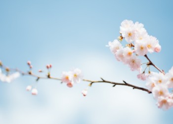 Spread the Beauty of Christ