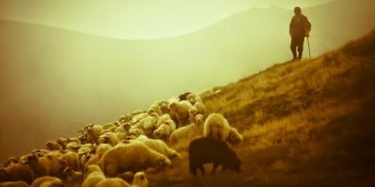 Feed the Flock I Daily Walk Devotion