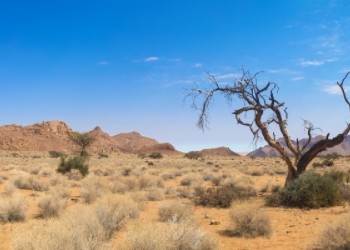 Sustained in the Wilderness