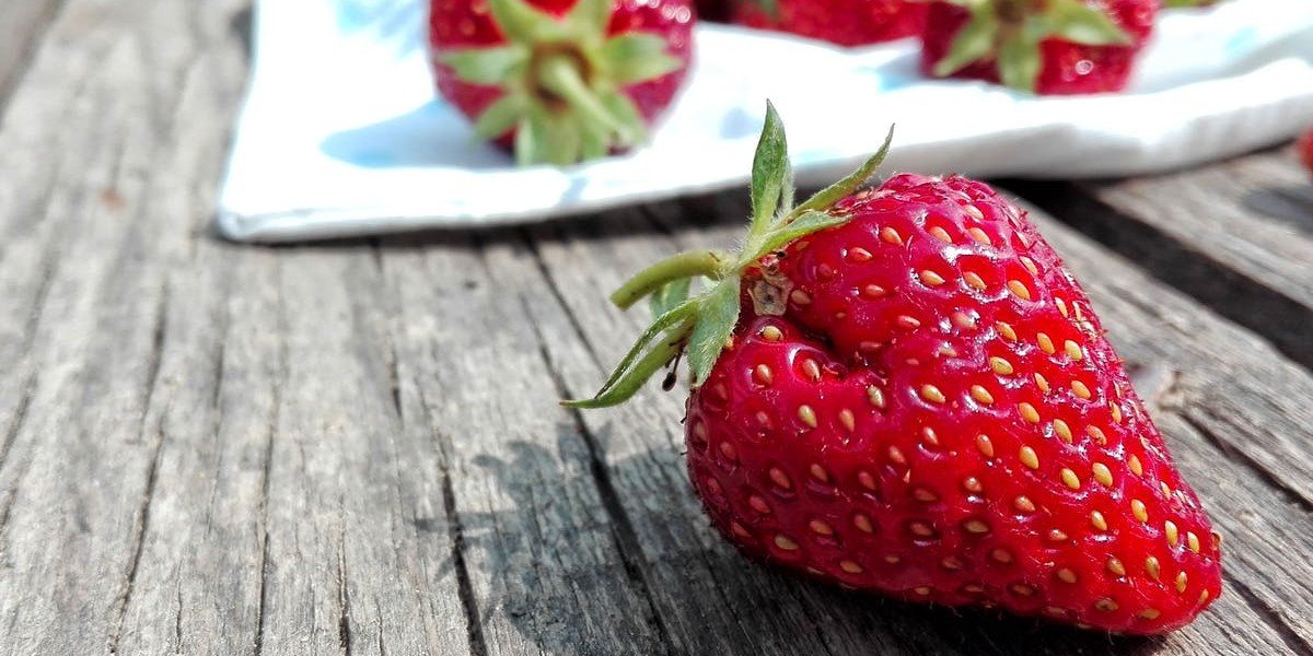 Fruit of Our Lips I Daily Walk Devotion