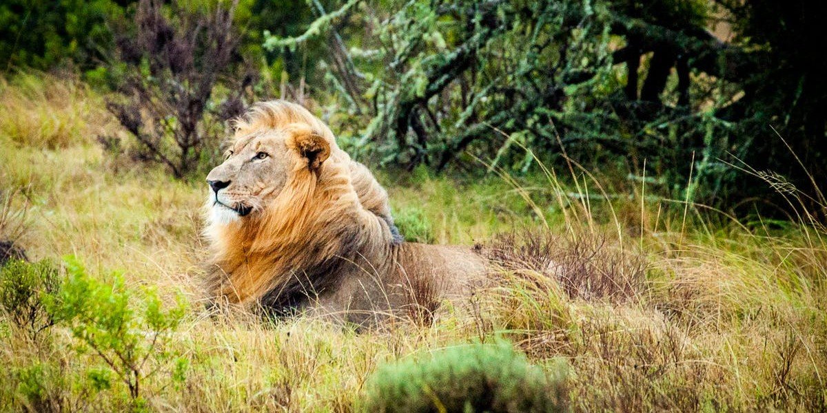 The Coming King I Daily Walk Devotion