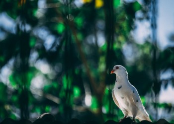 Gentle as Doves