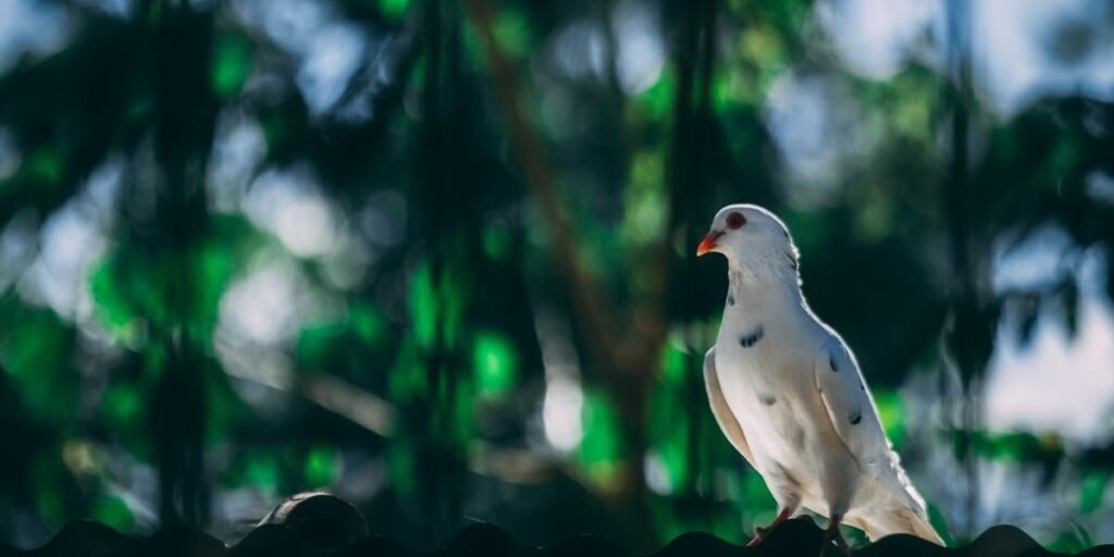 Gentle as Doves I Daily Walk Devotion