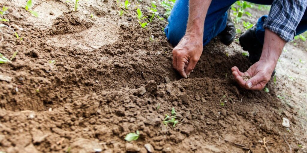 Fertile Soil in Our Hearts I Daily Walk Devotion