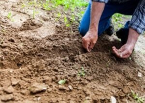 Fertile Soil in Our Hearts I Daily Walk Devotion
