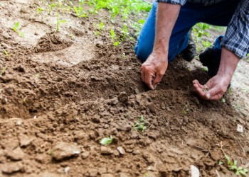 Fertile Soil in Our Hearts
