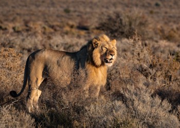 A Voice in the Wilderness