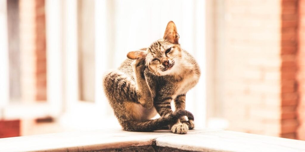 Don't Scratch the Itch I Daily Walk Devotion
