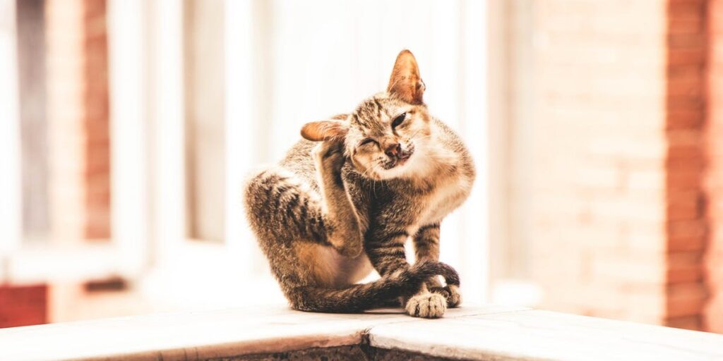 Don't Scratch the Itch I Daily Walk Devotion