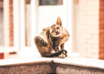 Don’t Scratch the Itch