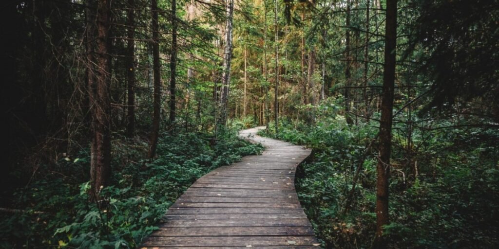 The Path to Peace and Healing I Daily Walk Devotion