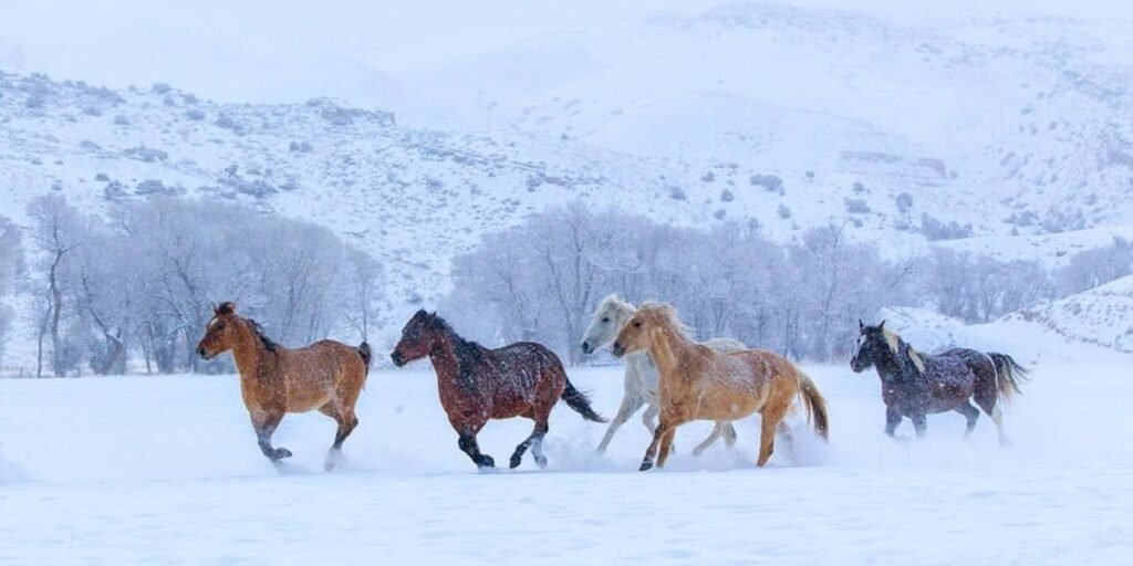 Running With the Horses I Daily Walk Devotion