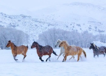 Running With the Horses