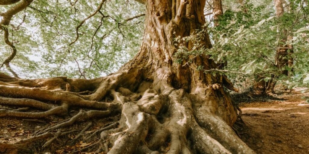 A Well-Developed Root System I Daily Walk Devtion