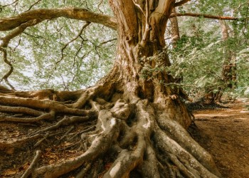 A Well-Developed Root System