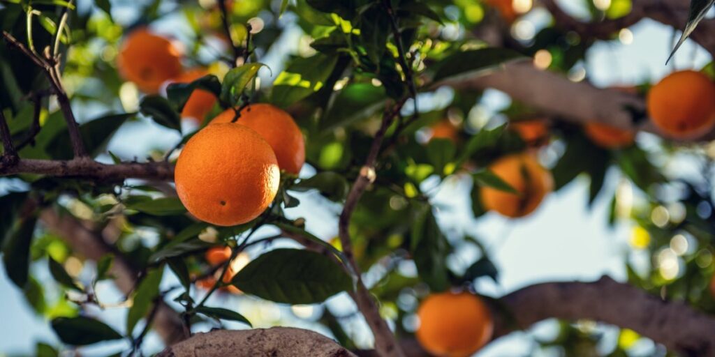 Seasons of Fruitfulness I Daily Walk Devotion