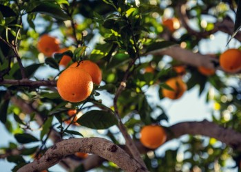 Seasons of Fruitfulness