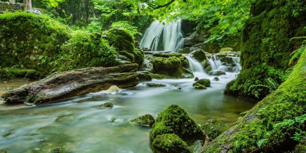 Firmly Planted I Daily Walk Devotion