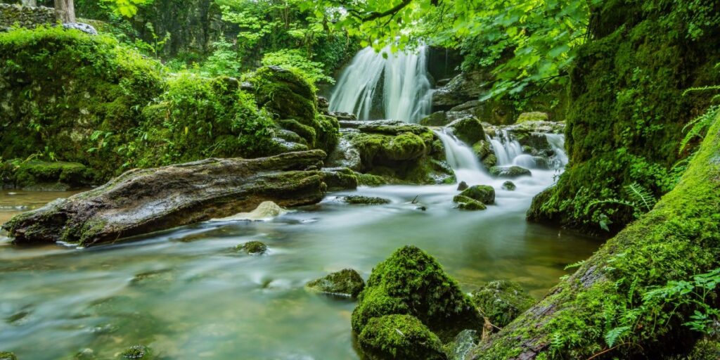 Firmly Planted I Daily Walk Devotion
