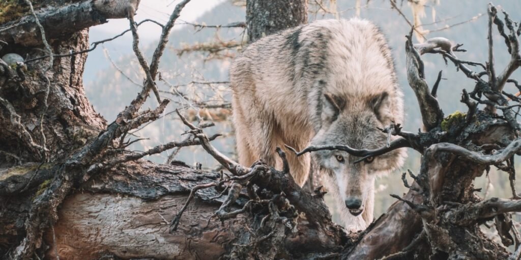 Wolves in Sheeps Clothing I Daily Walk Devotion