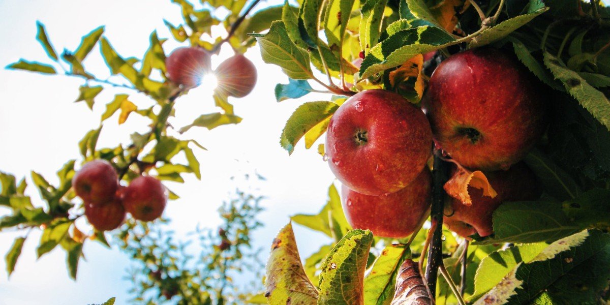 A Harvest Abundant Fruit I Daily Walk Devotion