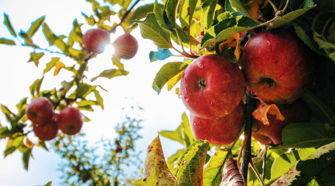 A Harvest of Abundant Fruit