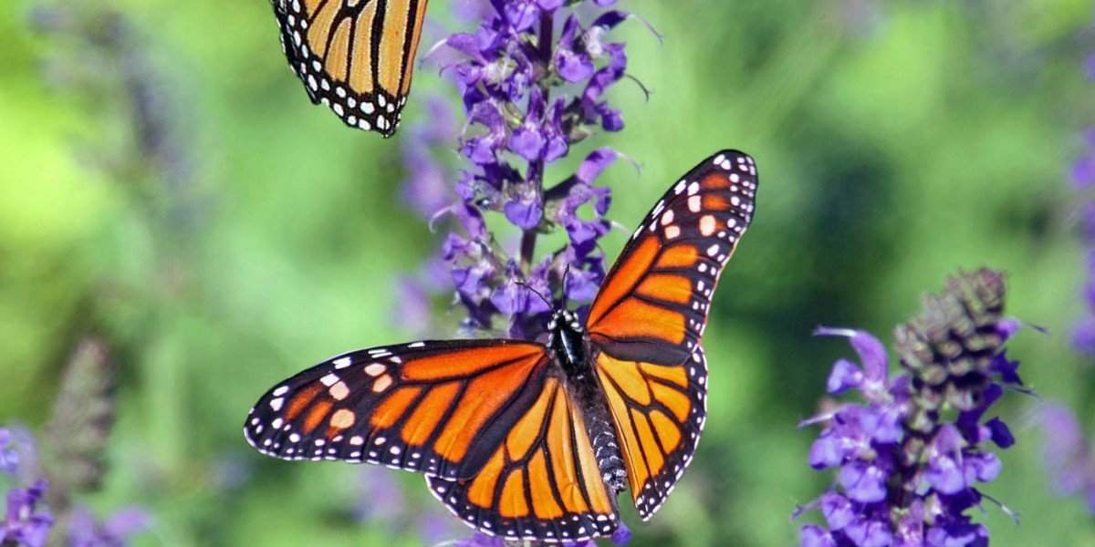 Transformed Into a Beautiful Life I Daily Walk Devotion