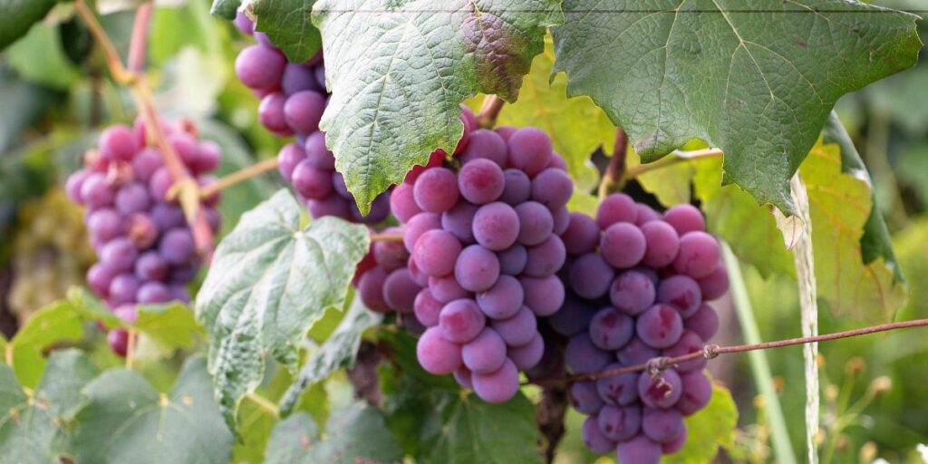 Abiding in the Vine I Daily Walk Devotion
