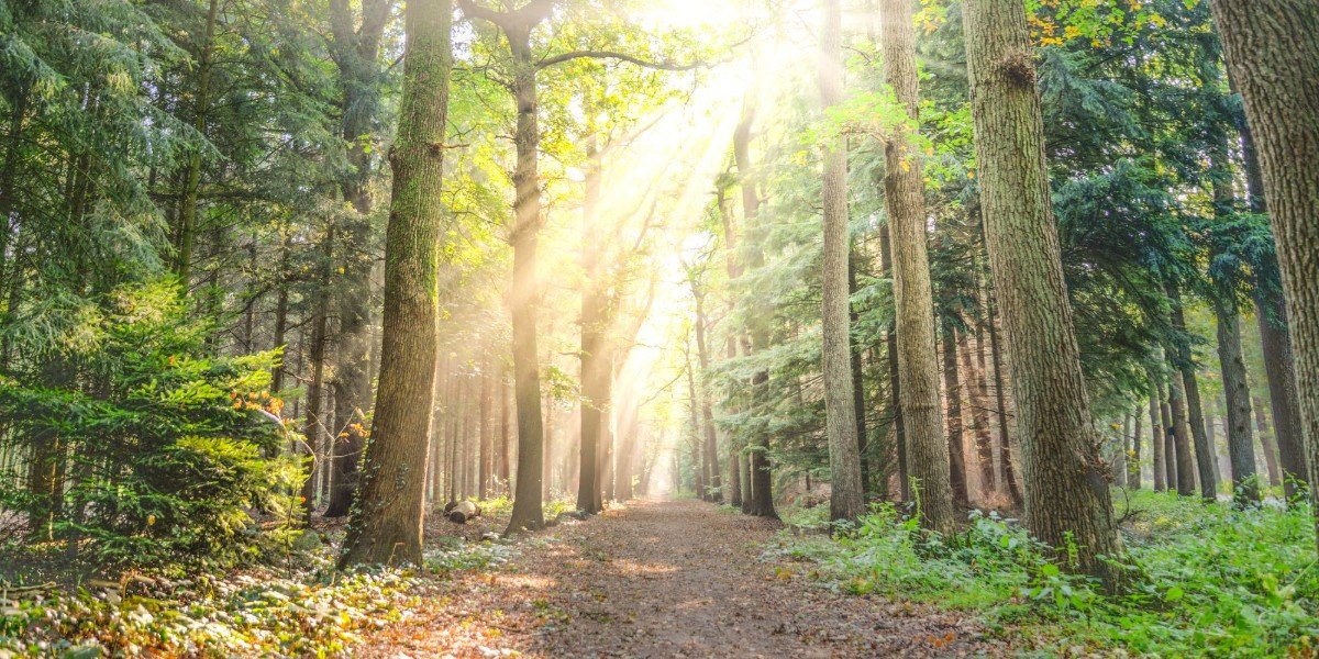 The Way of the Righteous I Daily Walk Devotion