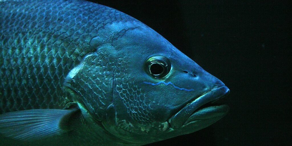 From the Belly of a Fish I Daily Walk Devotion
