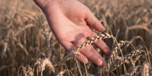 Separating the Wheat From the Chaff I Daily Walk Devotion