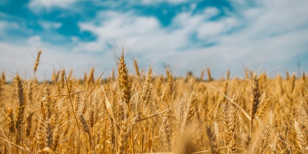 Called to Harvest I Daily Walk Devotion