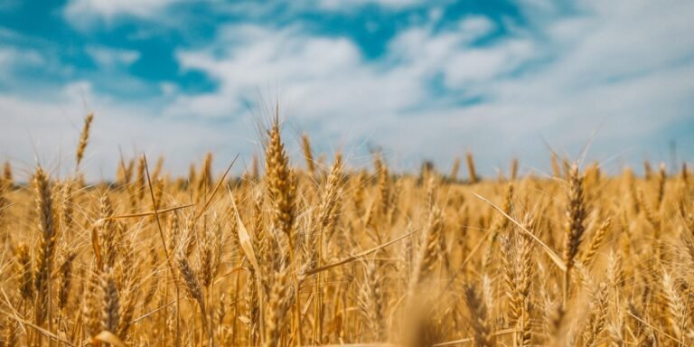 Called to Harvest I Daily Walk Devotion