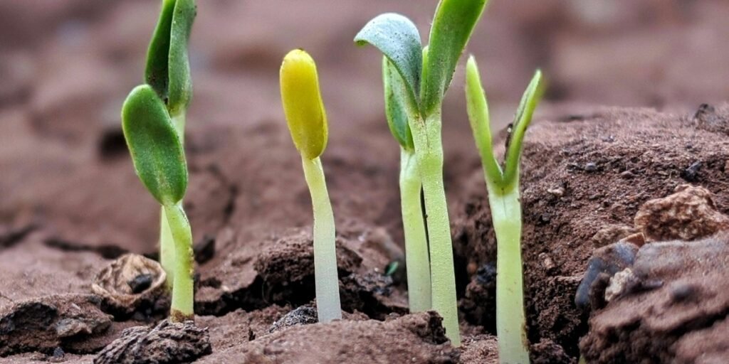 Grow Where You Are Planted I Daily Walk Devotion