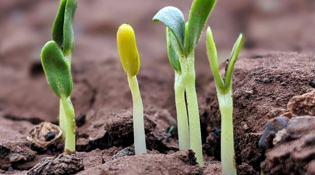 Grow Where You Are Planted