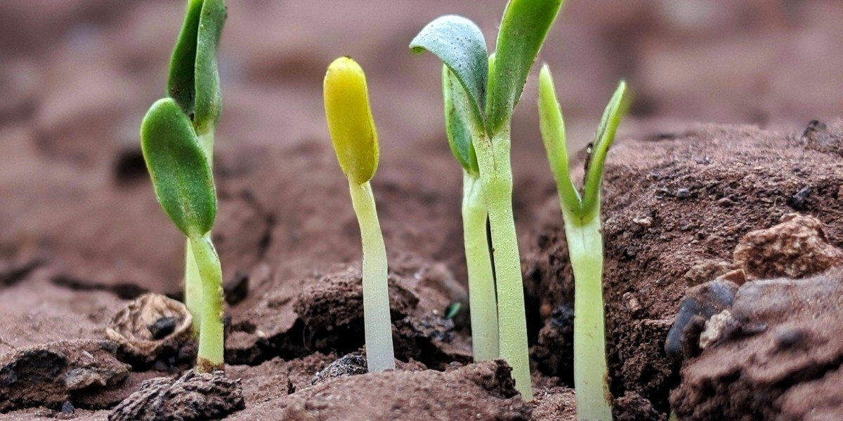 Grow Where You Are Planted I Daily Walk Devotion