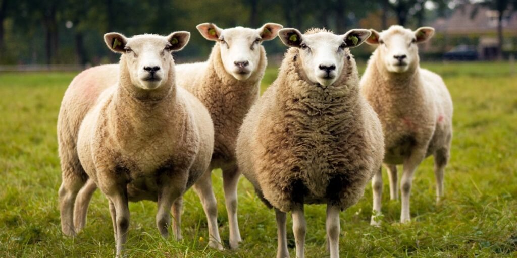 Jesus as Your Shepherd I Daily Walk Devotion