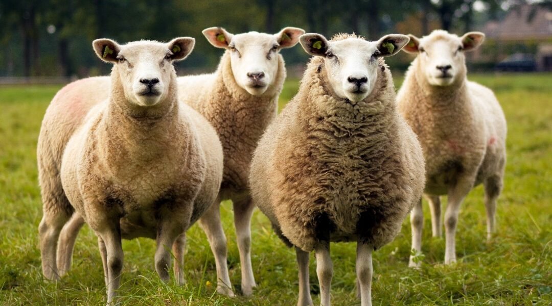 Jesus as Your Shepherd