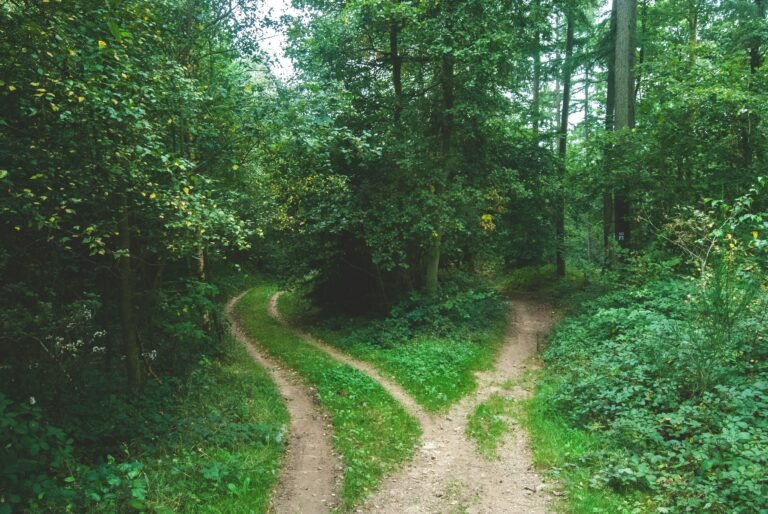 Two dirt paths diverging in a lush green forest.