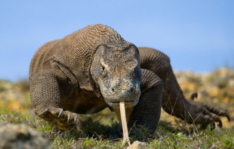 Uganda monitor lizard with long tongue extended.